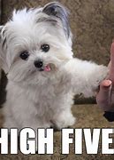 Image result for Crisp High Five Meme