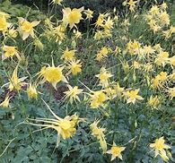Image result for Aquilegia chrysantha Yellow Queen