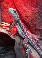Image result for Giant Dragon Lizard