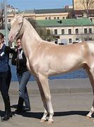 Image result for Shiny Horse Breed