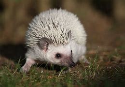 Image result for Are Hedgehogs and Porcupines Related