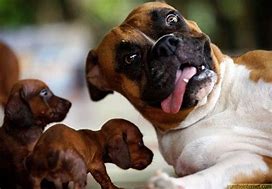 Image result for Cute Funny Dog Faces