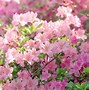 Image result for Korea Flower