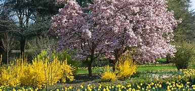 Image result for Spring Flowers Growing