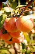 Image result for The Real Apple Bottom