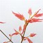 Image result for Acer Palmatum Coral Pink