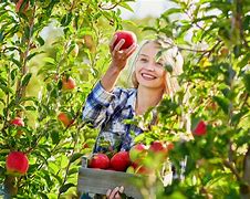 Image result for Picture of Go Pick Apple's