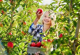 Image result for People Picking Apple's