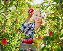 Image result for apples pick fall