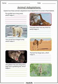 Image result for Animal Adaptations Worksheet 2nd Grade