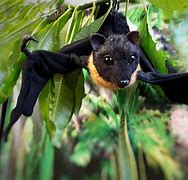 Image result for Fruit Bat Toys