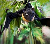 Image result for Giant Stuffed Bat