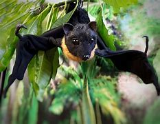 Image result for Austin Stuffed Bat Toy
