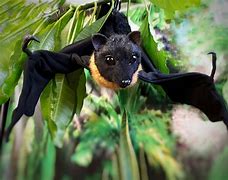 Image result for Madbats Toy Bat
