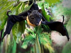 Image result for Plastic Bat Wings for Toy