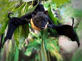 Image result for Bat Stuffed Animal