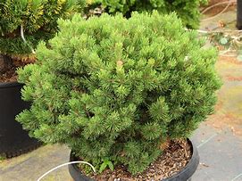 Image result for Pinus mugo Mini Mini