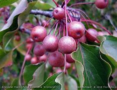 Image result for Pyrus communis Calebasse a la Reine