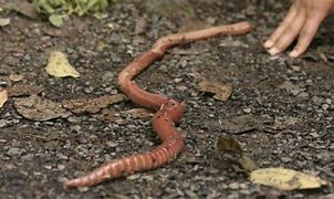 Image result for Longest Worm in the World