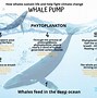 Image result for Whale Food Chain