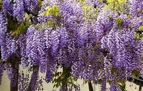 Image result for Climbing Wisteria Vines