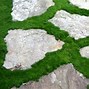 Image result for Florida Ground Cover Moss