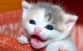 Image result for Meow Cute Cat