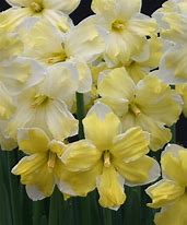 Image result for Narcissus Cassata