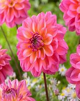 Image result for Dahlia Great Silence