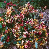 Image result for Lonicera periclymenum Chic 