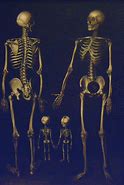 Image result for Skeleton Family