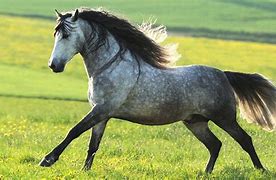 Image result for Andalusian Horse Speed