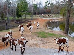 Image result for Longhorn Cattle Ranching