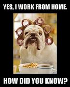 Image result for working from home memes dogs