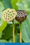 Image result for Lotus Seed Pod Cartoon