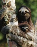 Image result for Sloth Standing Up