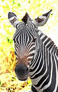 Image result for Zebra Hybrid