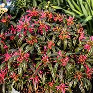 Image result for Rhododendron (AJ) Madame Galle