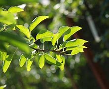 Image result for Pyrus communis Clapps Favourite