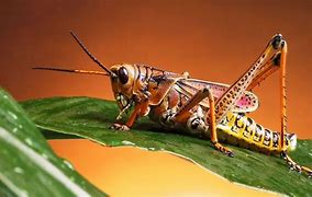 Image result for Insect Cricket 4K