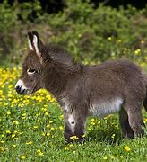 Image result for A Baby Donkey