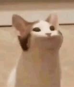 Image result for Payday Cat Meme