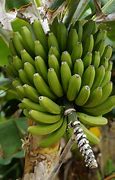 Image result for iPhone 11 Banana Pic