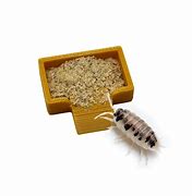 Image result for Isopod Dish