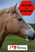 Image result for Nervous Horse