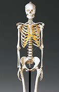 Image result for Old Lady Skeleton