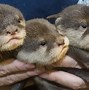 Image result for Baby Otter and Big Red Barn