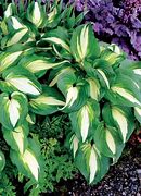 Image result for Hosta Raspberry Sorbet