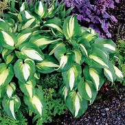 Image result for Hosta Frosted Raspberry