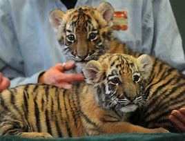 Image result for Tiger Zoo Child